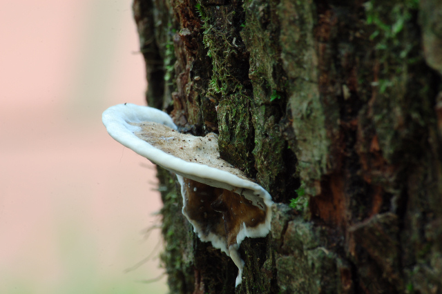 Margine dei funghi in crescita